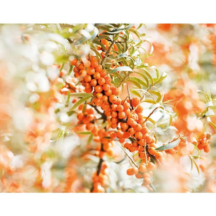 Weleda Duindoorn Vitaliserende Body Olie - 100ml