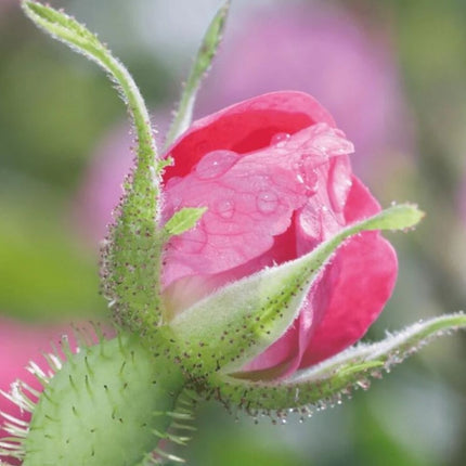 Weleda Wilde Rozen & Witte Thee Vitaliserende Dagcrème - 40ml